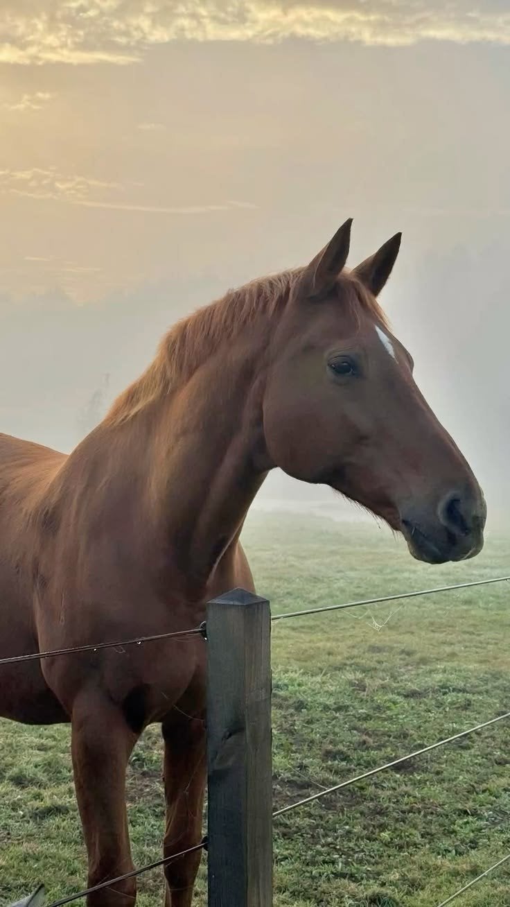 Verzorg paard/pony gezocht