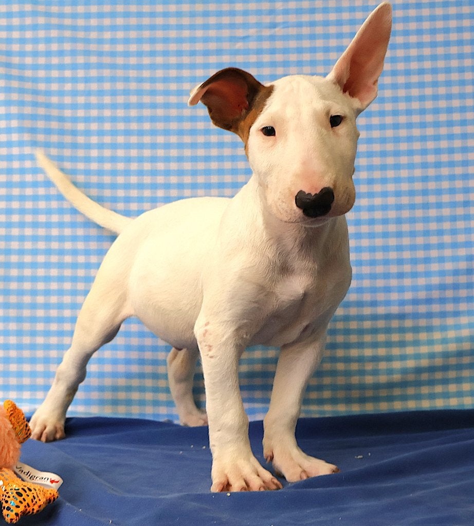 Super mooie Bull Terrier pups!, Dieren en Toebehoren, Honden | Jack Russells en Terriërs, Bull Terriër, 15 weken tot 1 jaar, Buitenland