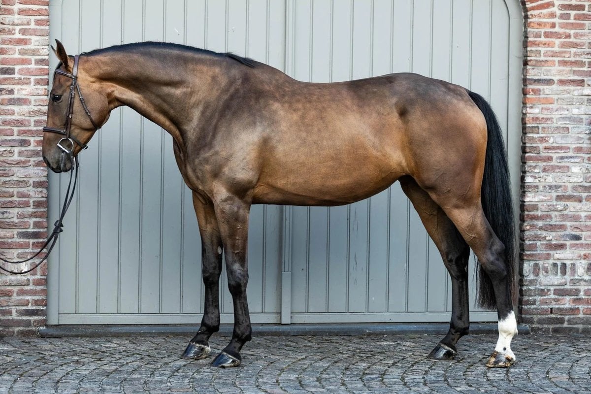 Toffe 4-jarige springmerrie, Dieren en Toebehoren, Merrie, Met stamboom, Springpaard, Niet van toepassing