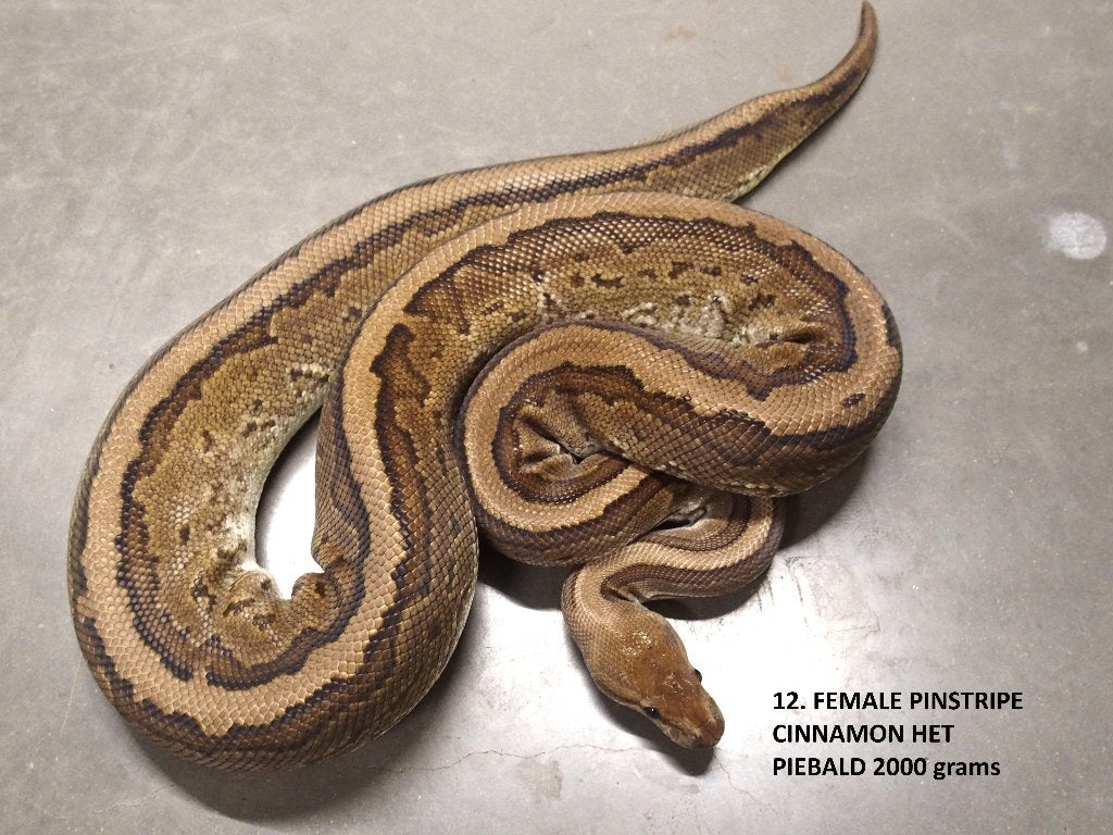 Koningspython halfwas en volwassen kweekdieren deel 1 Ball Python photo 12