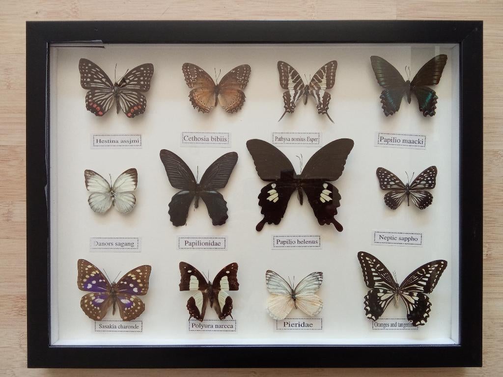 Vlinder opgezette Taxidermie 4 kaders, Collections, Collections Animaux, Comme neuf, Animal empaillé, Enlèvement ou Envoi