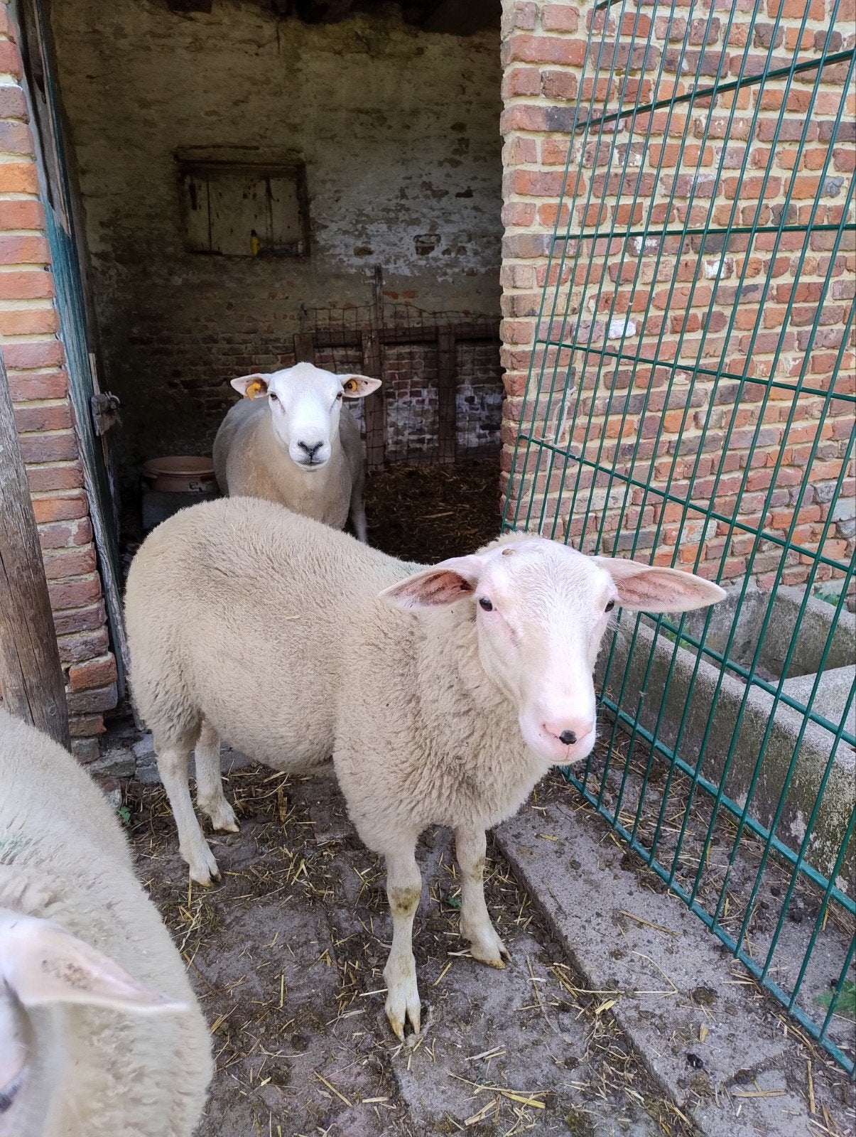 ramlam te koop, Animaux & Accessoires, Moutons, Chèvres & Cochons, Mâle, Mouton, 0 à 2 ans