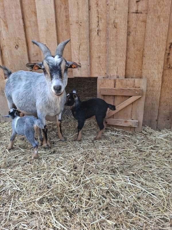 Dwerggeitjes, Dieren en Toebehoren, Schapen, Geiten en Varkens, Vrouwelijk, Geit, 0 tot 2 jaar