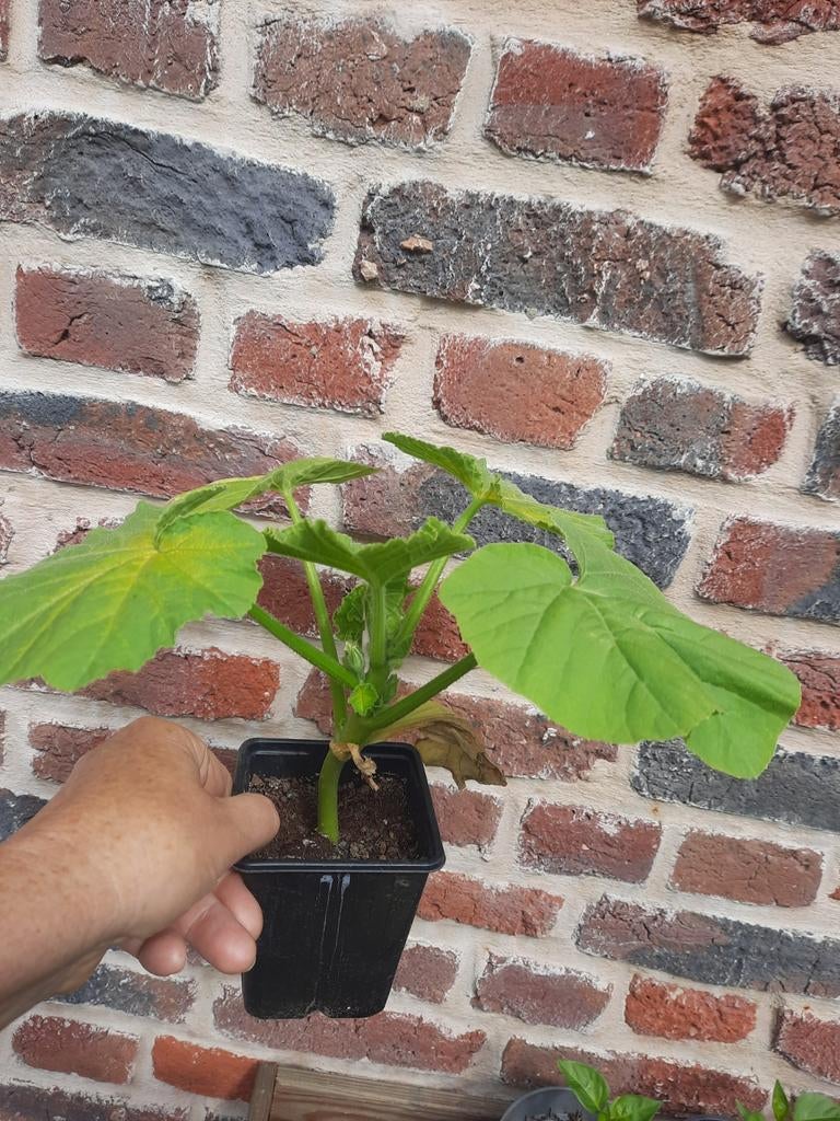 Potirons, courgettes,tomates cœurs de bœuf, tournesol