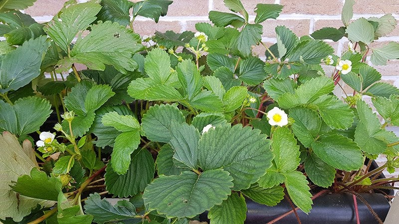 12 Bato bakken van 11 L. met aardbeiplanten, Ophalen, Volle zon, Vaste plant, Zomer