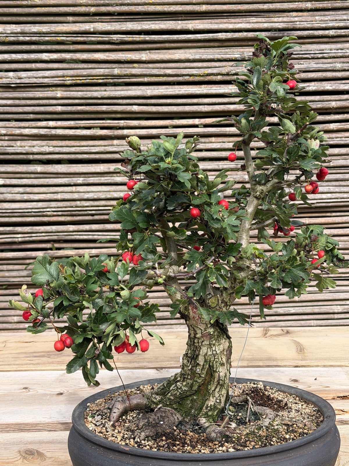 Bonsai crataegus starter, Tuin en Terras, Ophalen, In pot