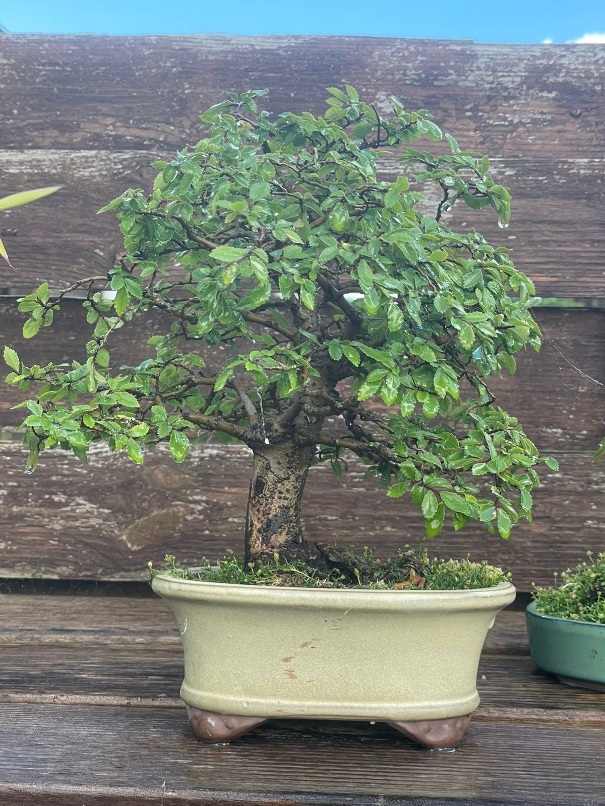 Bonsai ulmus, Ophalen