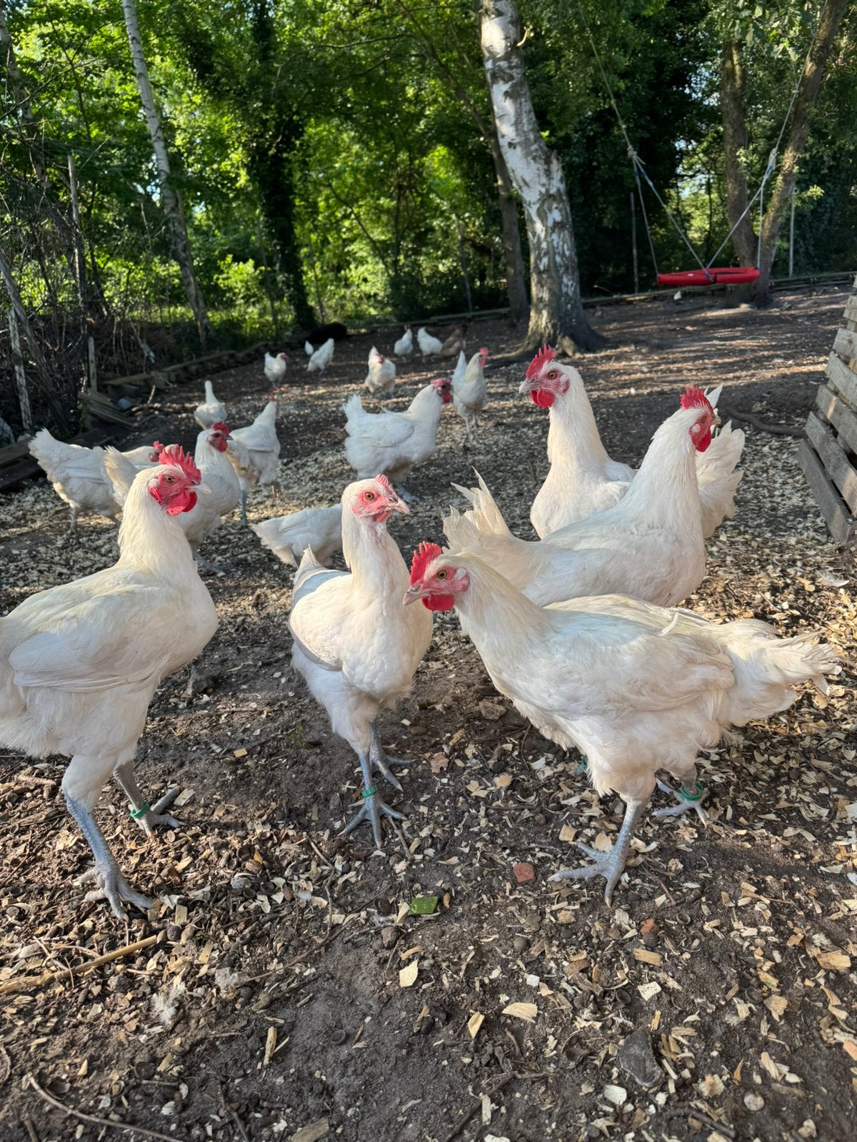 Poule de bresse hanen, Dieren en Toebehoren
