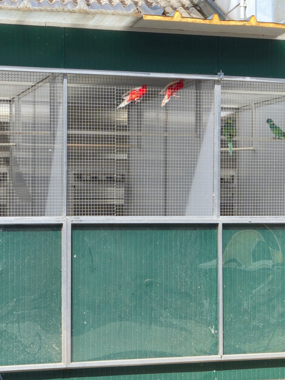 Koppel rubino rosellas met dna s, Ophalen