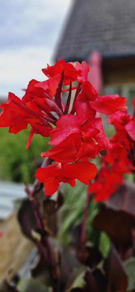 Canna Red Velvet, Tuin en Terras, Volle zon, Vaste plant, Zomer, Ophalen