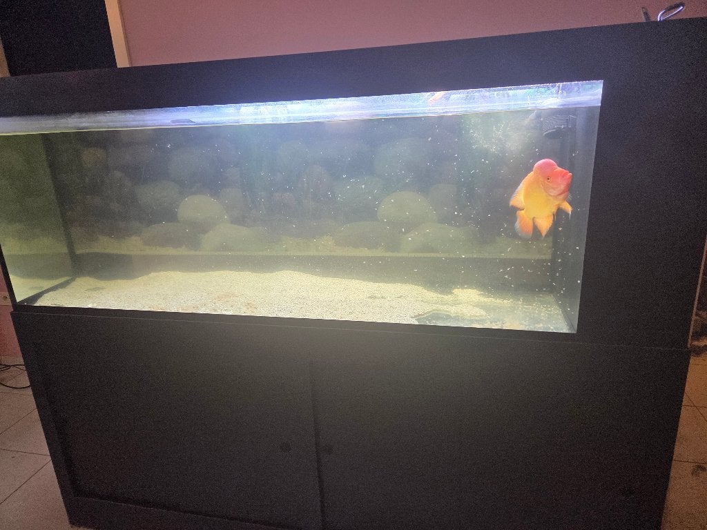 Aquarium met vis GRATIS, Enlèvement, Poissons inclus, Utilisé, Meuble d'aquarium