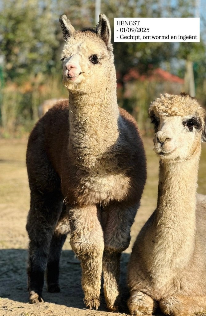 Alpaca te koop, Dieren en Toebehoren, September, Mannelijk