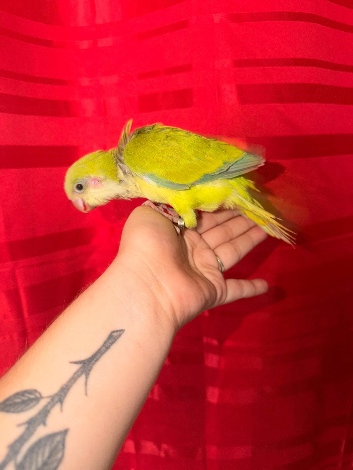 Conure souris, Perroquet nain ou Inséparable, Parleur