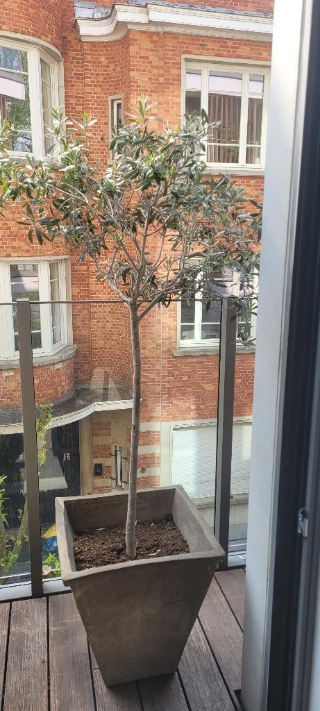 olijf planten, Ophalen