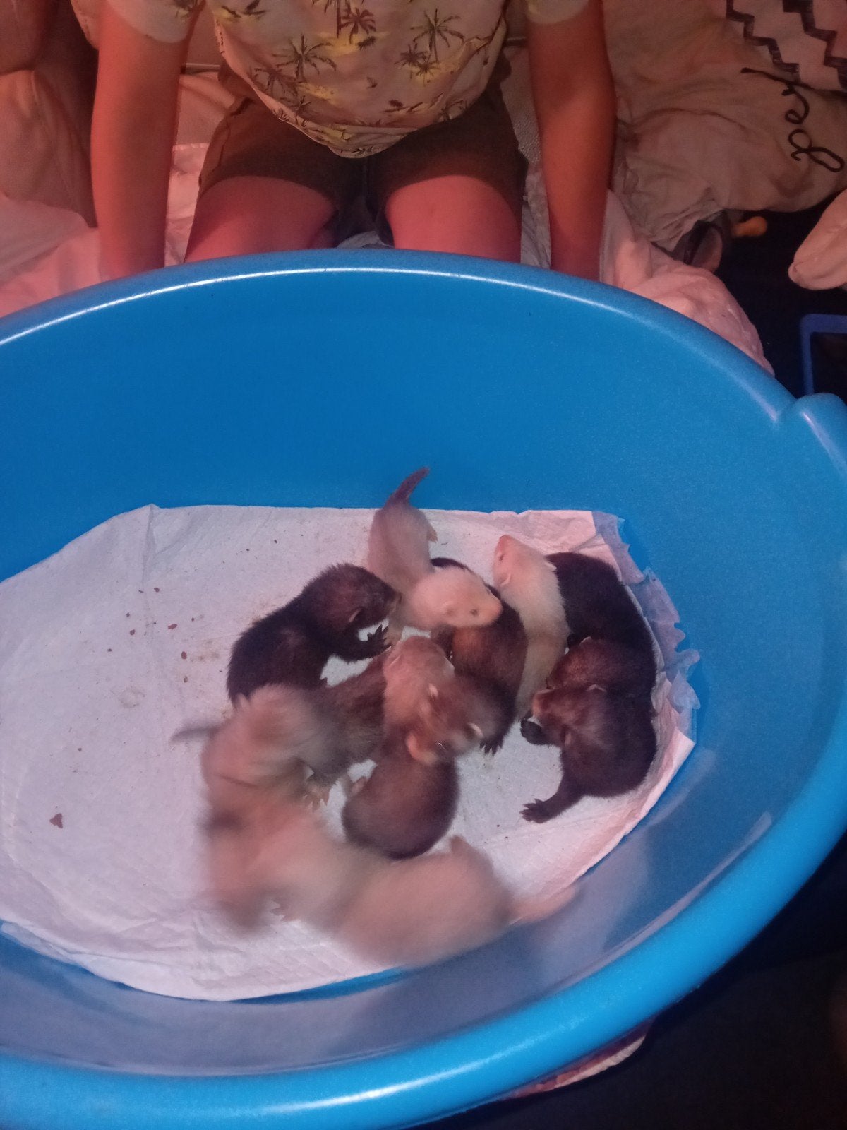 fretten pups, Juni, Meerdere dieren