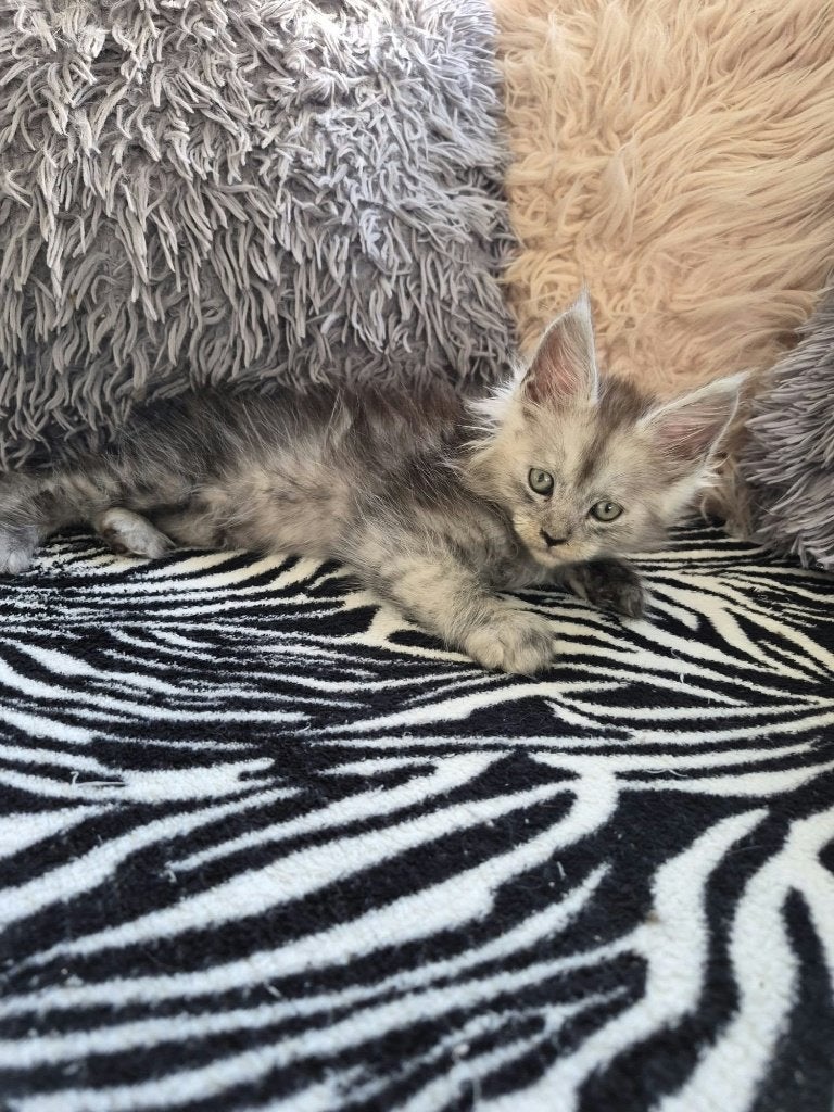 Maine coon kittens met stamboom, Plusieurs animaux, Avec pedigree, 0 à 2 ans