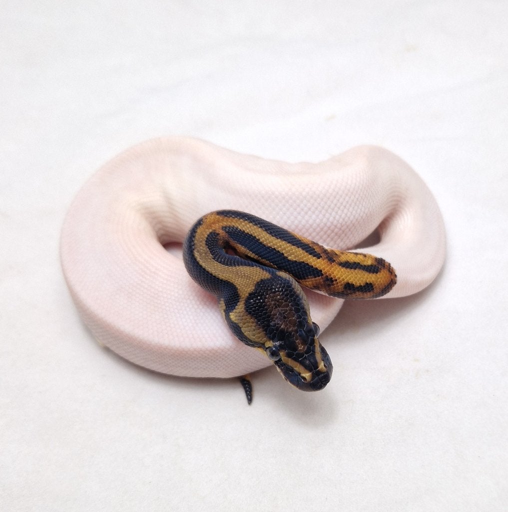 Enchi Leopard (Black head) Pied koningspython man Ball Python - male for sale from jurgen