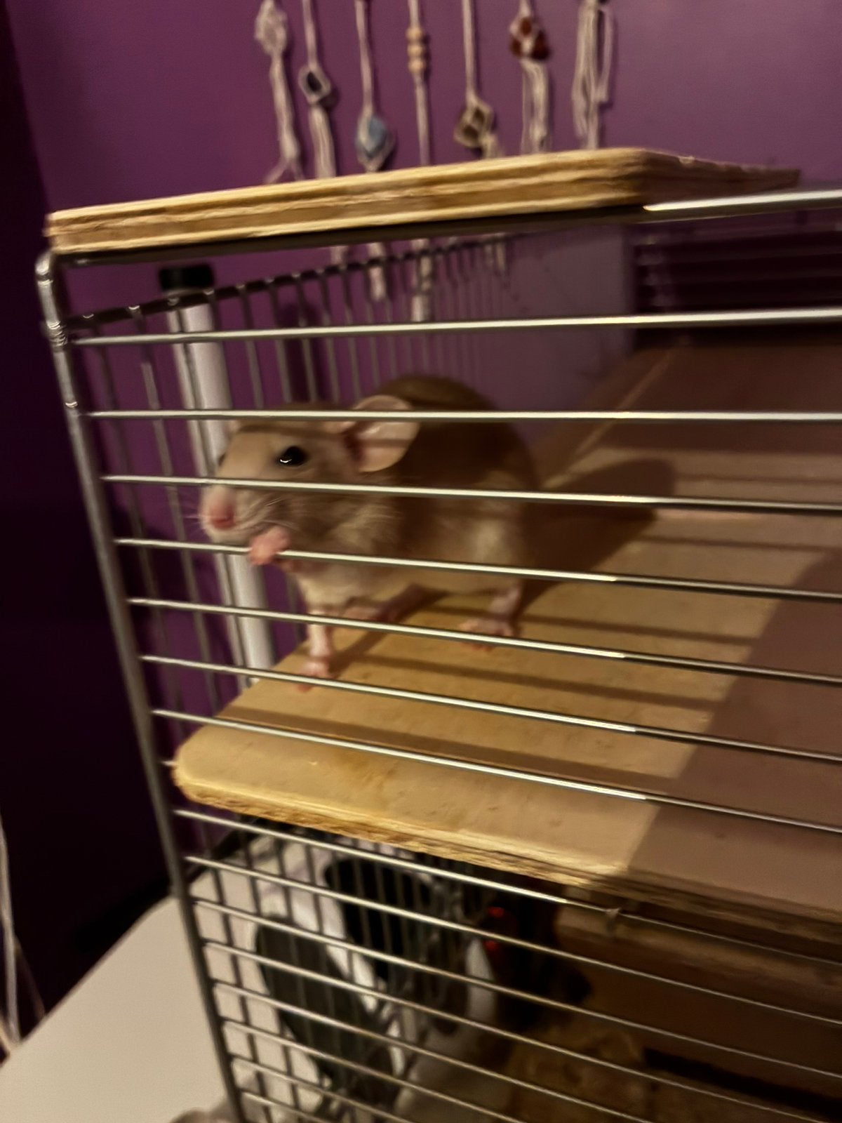 Dwerg ratjes dumbos, Rat, Maart, Mannelijk, Tam