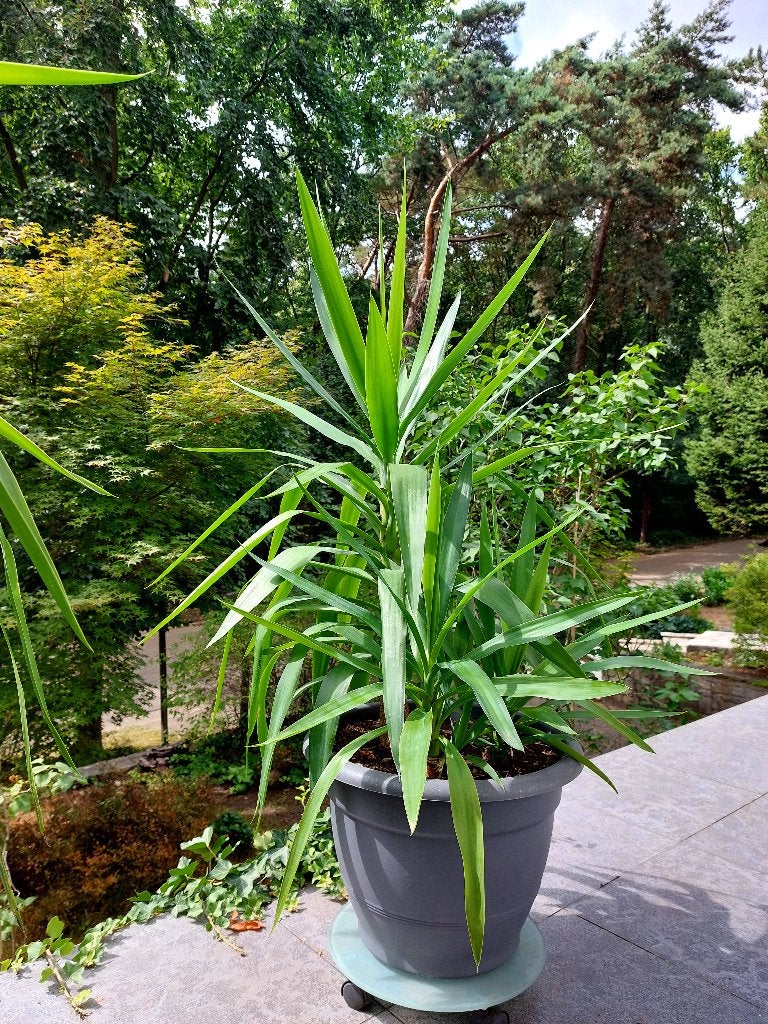 Yucca's, Tuin en Terras, Planten | Tuinplanten, Ophalen