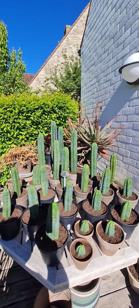 San pedro cactus, Tuin en Terras, Ophalen