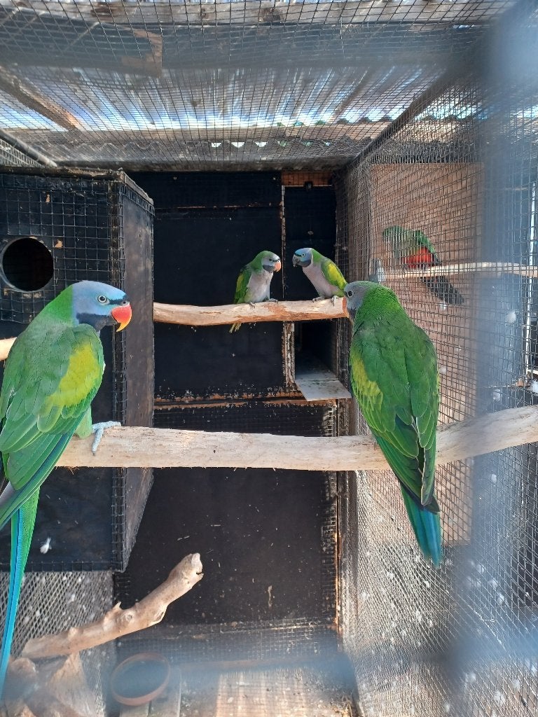 parkieten, Plusieurs animaux, Perruche, Bagué