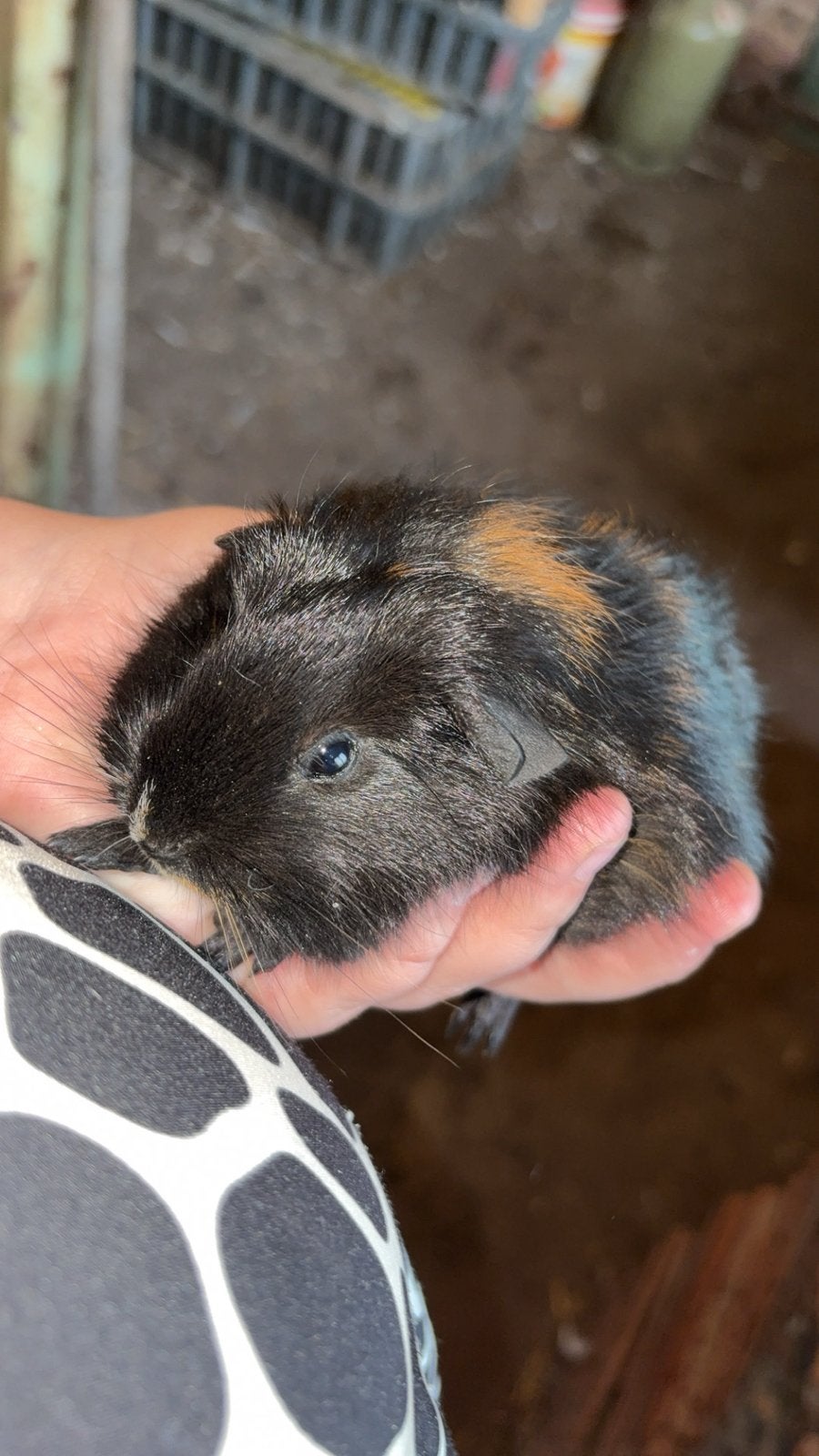 cavias, Cavia, Augustus, Geslacht onbekend, Tam