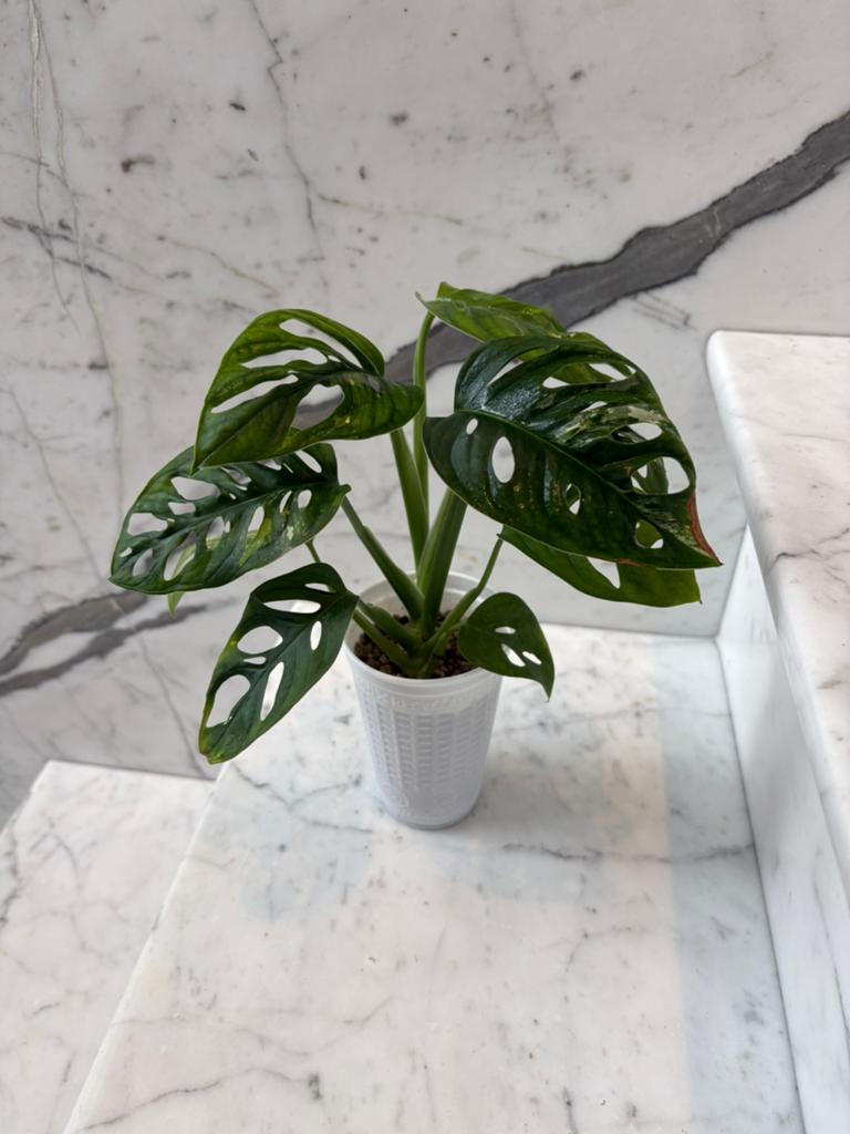 Monstera Adansonii Variegata (Aurea), Maison & Meubles, Plantes d'intérieur, Enlèvement