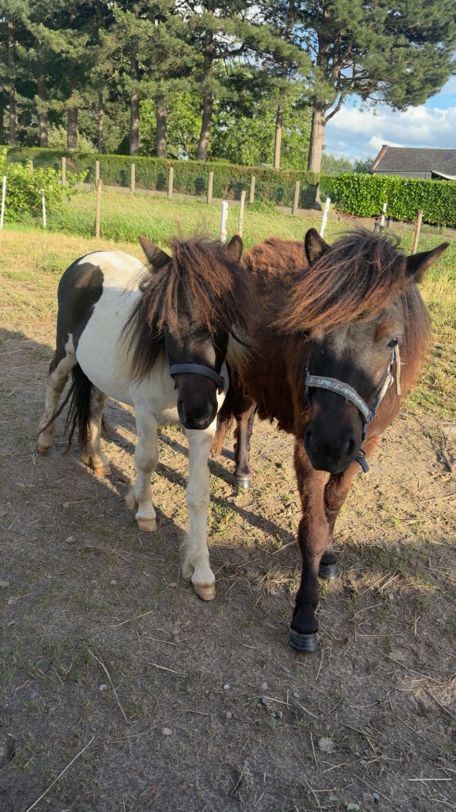 Verzorger gezocht, Hongre, Non dressé, Poney de récréation, 0 à 2 ans