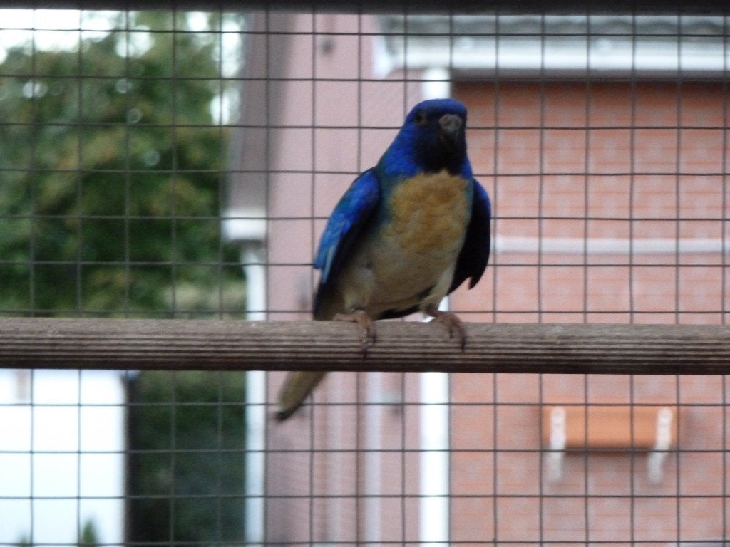 kweekman aqua violet blauw splendid, Dieren en Toebehoren, Vogels | Parkieten en Papegaaien, Mannelijk, Parkiet