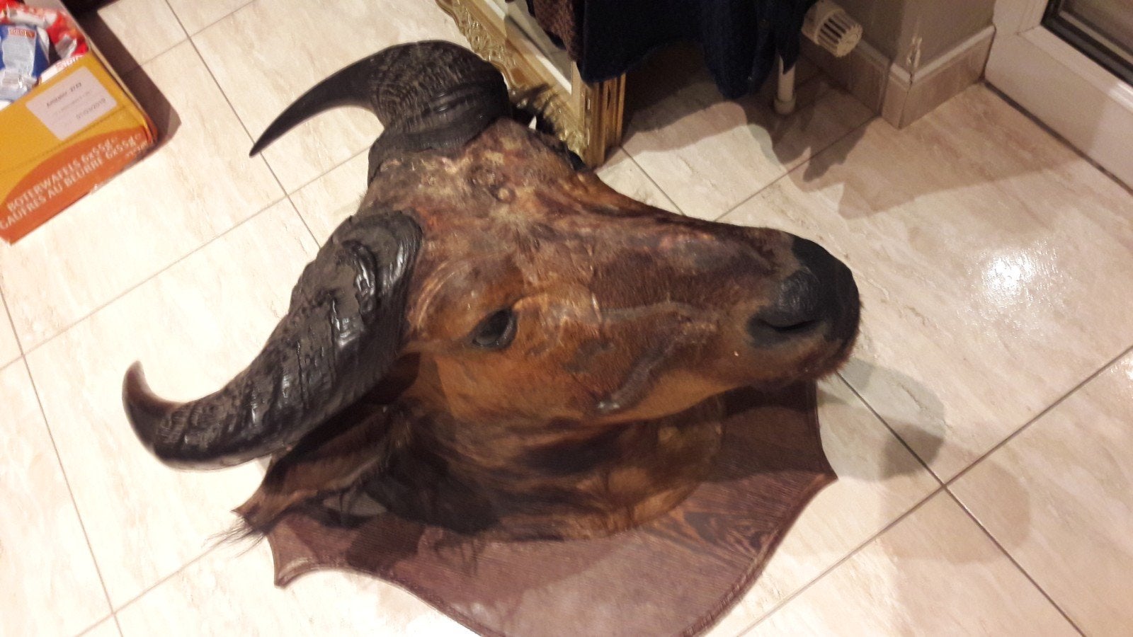 Opgezette buffel taxidermie jachttrofee, Antiek en Kunst, Curiosa en Brocante, Ophalen