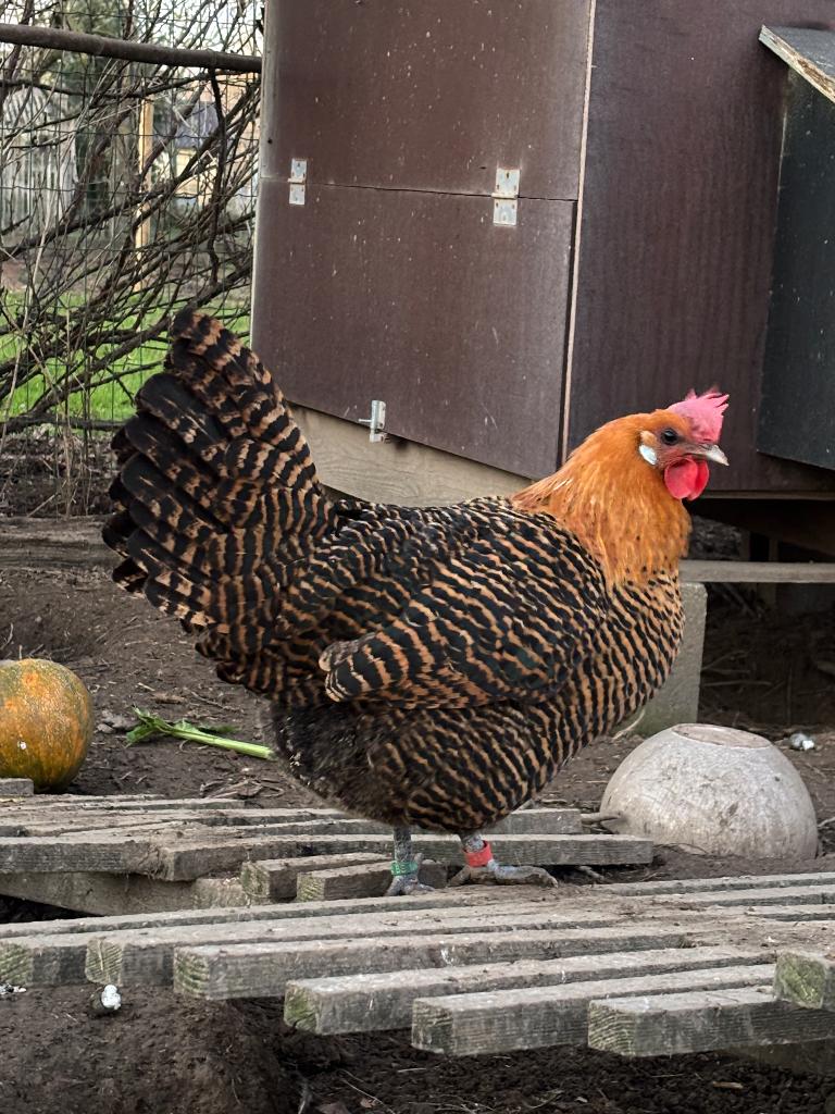 Broedeieren goudbrakel, Dieren en Toebehoren