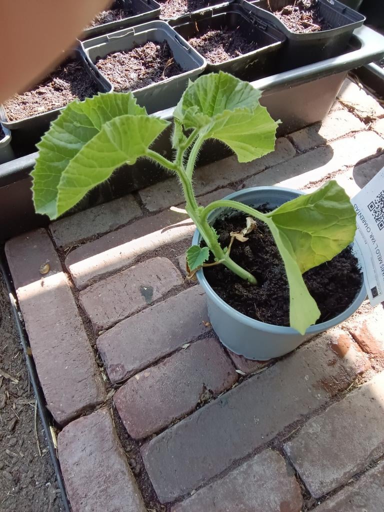 Charentais meloen, Tuin en Terras, Ophalen