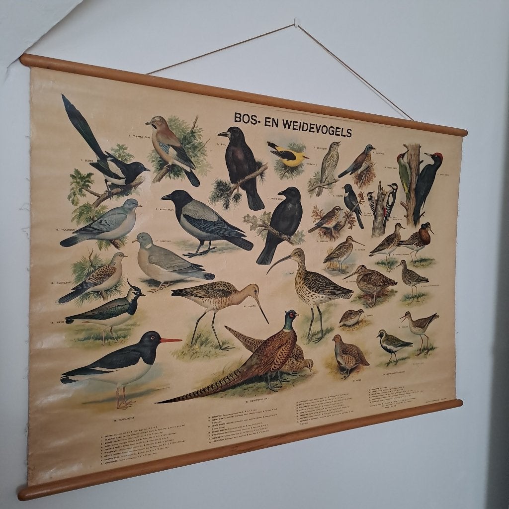 Oiseaux de forêt et de prairie des années 1950, Antiquités & Art, Enlèvement, Nature et Biologie