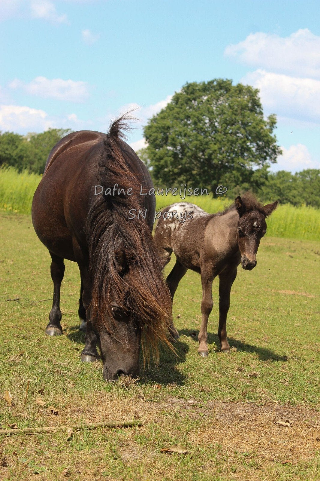 Shetland x Appaloosa hengst veulen 🩵, Dieren en Toebehoren, Hengst