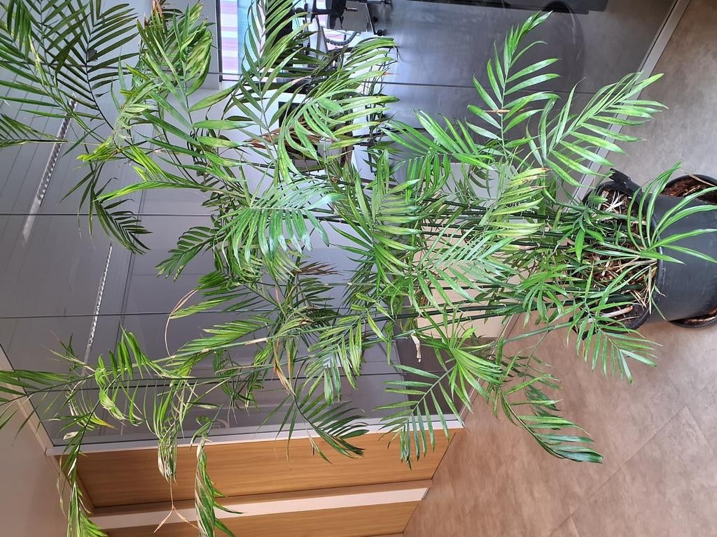 Mooie bergpalm (chamaedorea) palm 2 meter hoog, Tuin en Terras, Ophalen