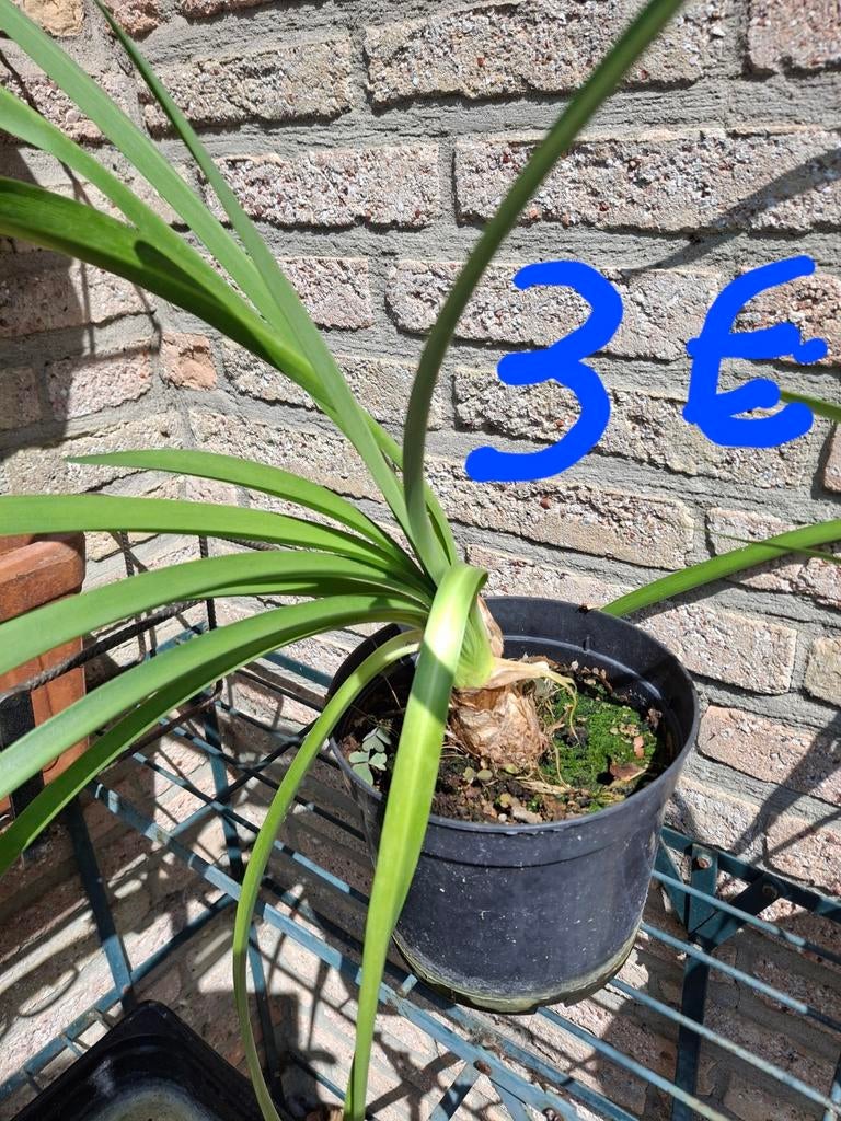 Witte agapantus - agapanthus of Afrikaanse lelie, Tuin en Terras, Ophalen