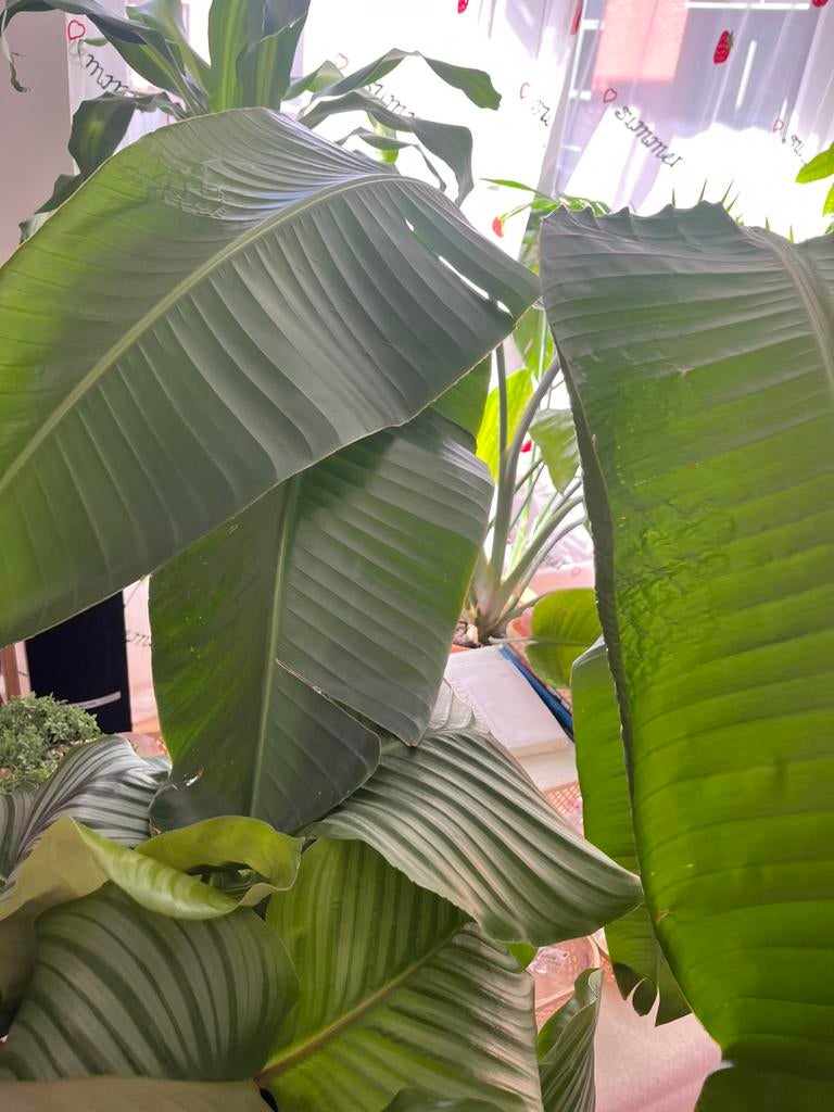 Plante, Enlèvement