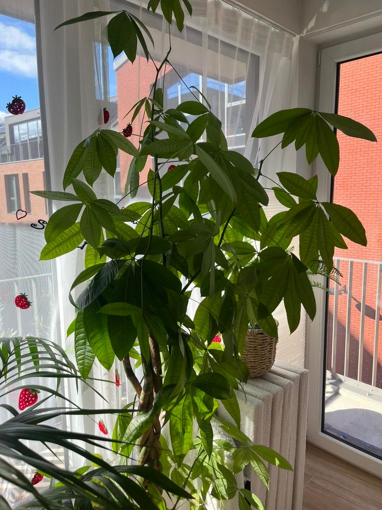 Plante, Enlèvement