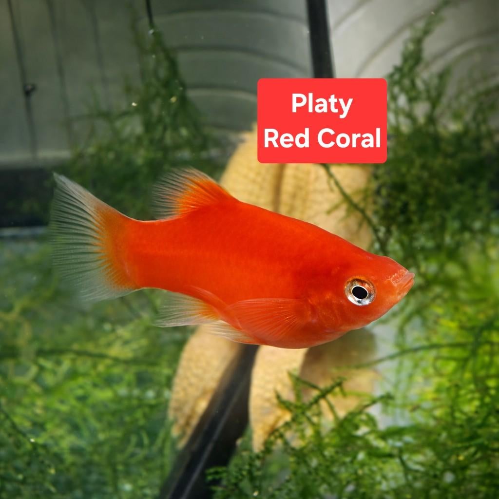 Platy Vis, Dieren en Toebehoren, Ophalen of Verzenden