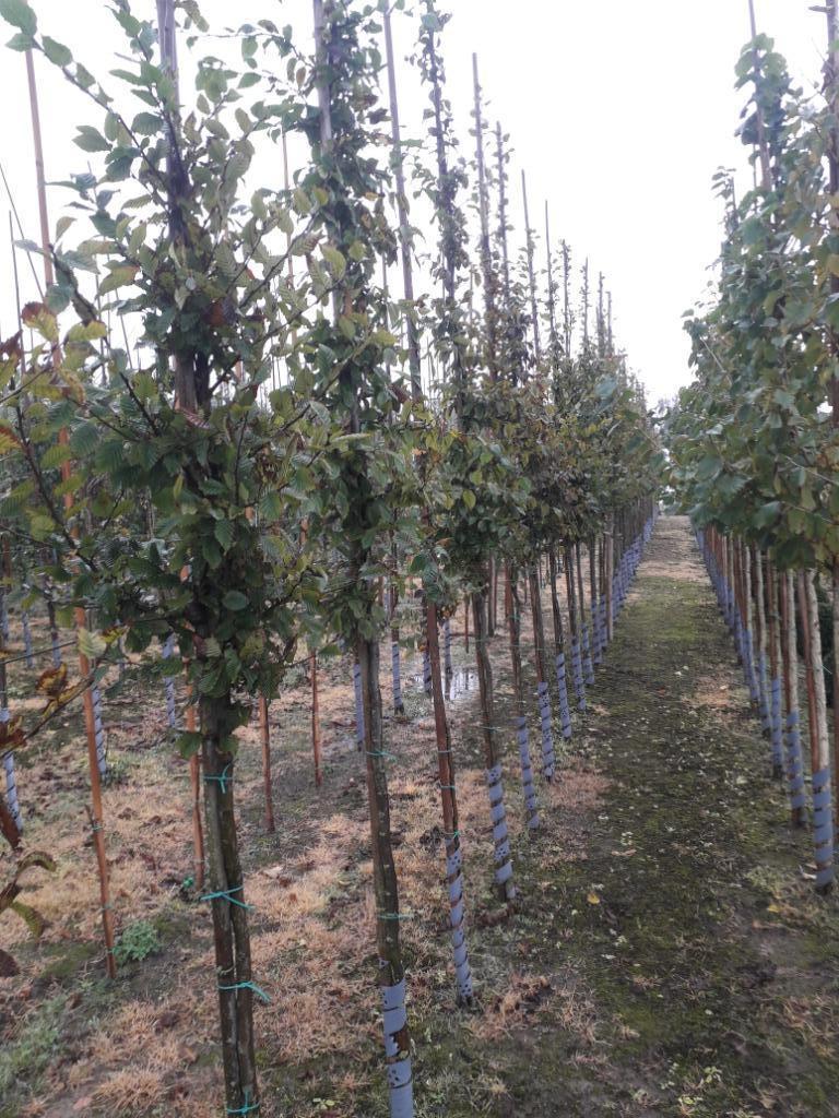 Haagbeuk / Carpinus betulus hoogstam, Tuin en Terras, Planten | Bomen, Lente, Ophalen