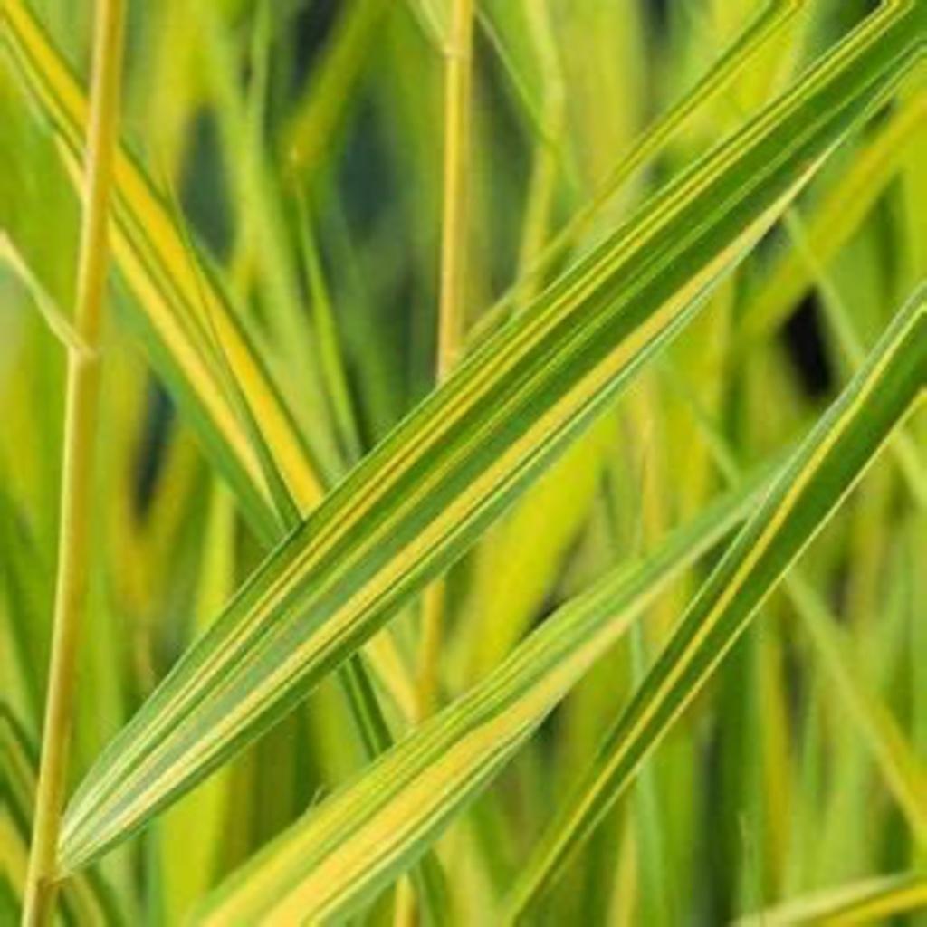 Bont riet, Tuin en Terras, Ophalen