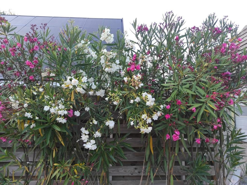 Oleander, Tuin en Terras, Ophalen