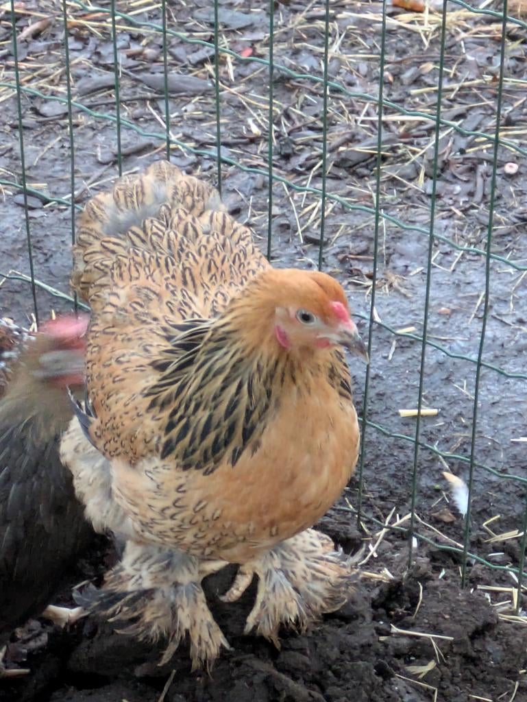 Brahma hennen