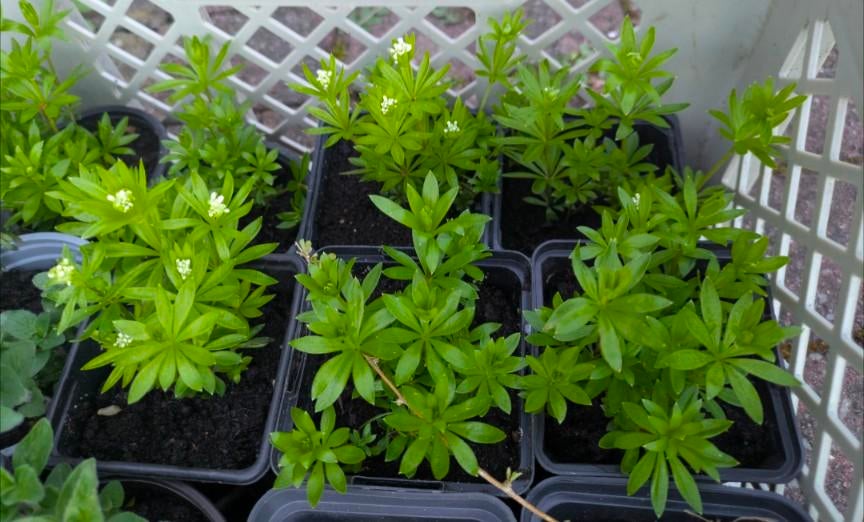 Asperrume douce (vivace), Enlèvement, Printemps, Plante fixe, Couvre-sol