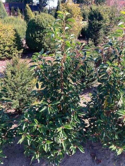 Overstock Prunus angustifolia Portugese laurier 60/80, Enlèvement, Laurier, Haie, Moins de 100 cm