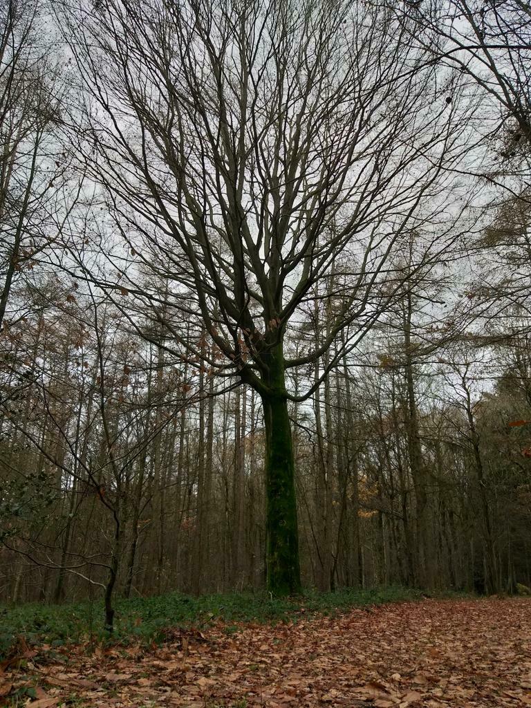 bois à couper, Tuin en Terras, Brandhout