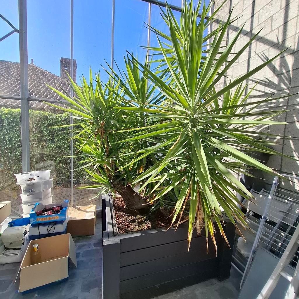 3-stammige Yucca 30 jaar oud, 3m hoog incl. pot, Ophalen