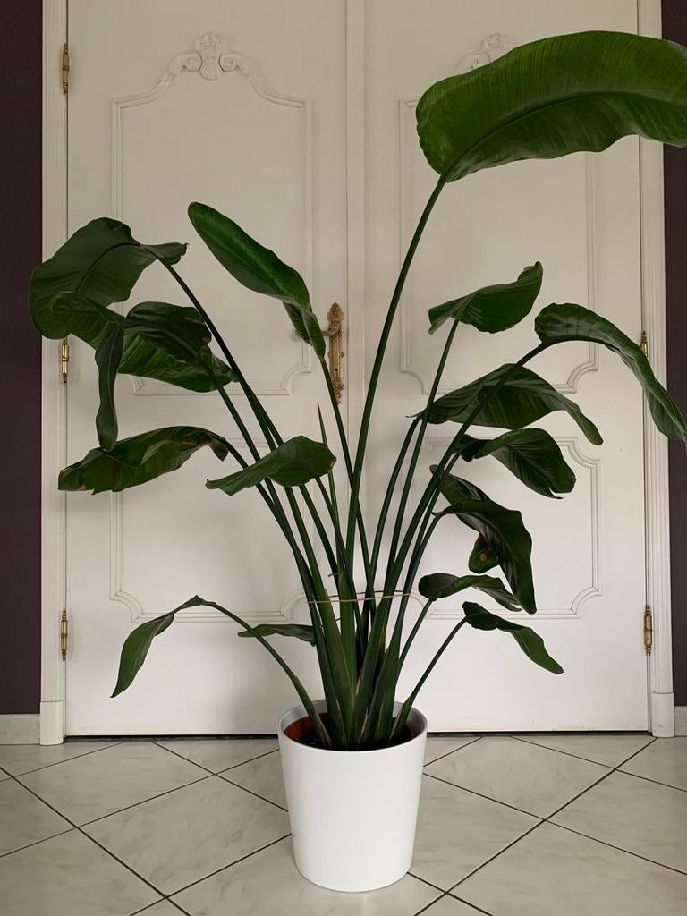 Strelitzea, Autres espèces, 150 à 200 cm, Enlèvement, Plante verte