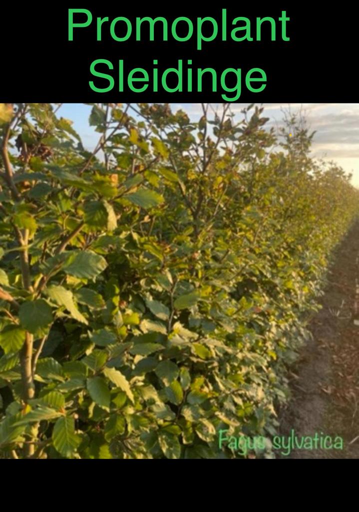 ‼️Beukenhaag aan PROMOprijzen‼️, Tuin en Terras, Planten | Struiken en Hagen, Ophalen, Beukenhaag, Haag