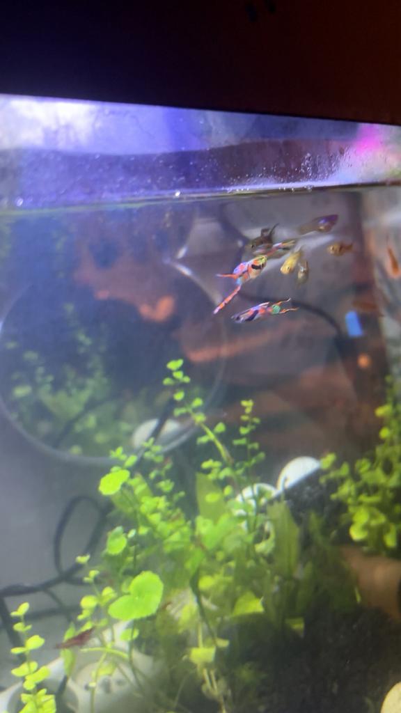 Endler Guppies, Dieren en Toebehoren, Vis, Zoetwatervis, Schoolvis